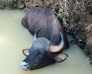 Foresters rescue bison trapped in open well at Belman